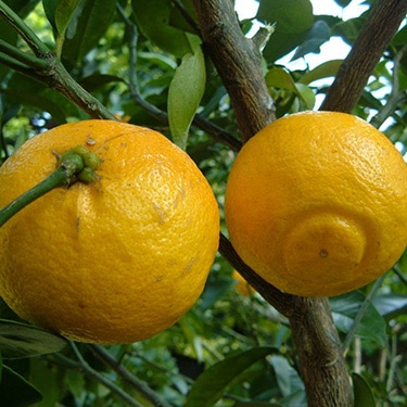 喜界島在来柑橘フスーの果実