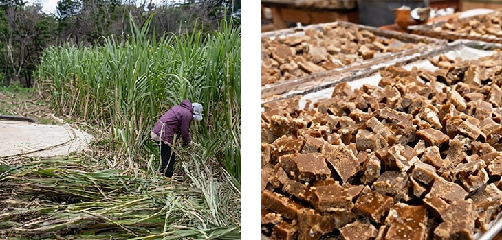 11月のサトウキビ収穫と黒糖製造の風景