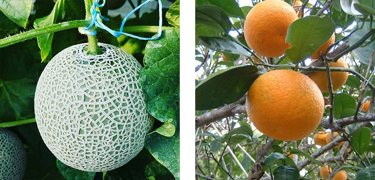 12月のメロンとクネンボ(九年母)