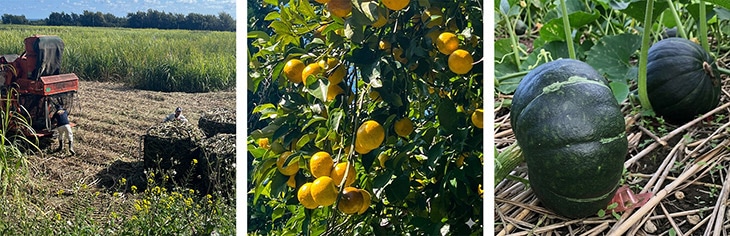 1月の喜界島のサトウキビ収穫やシーク―、かぼちゃの旬の風景