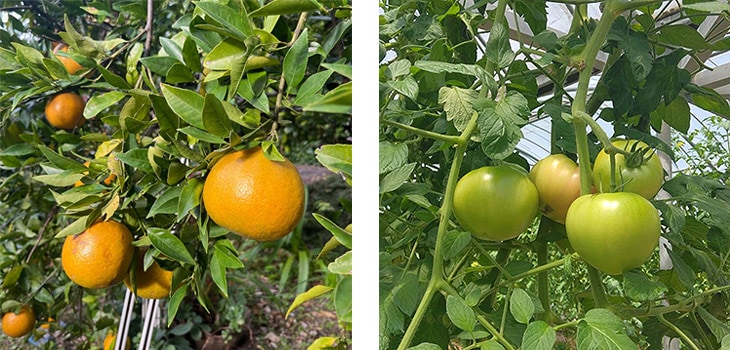 2月の喜界島のタンカンとトマトの旬の風景