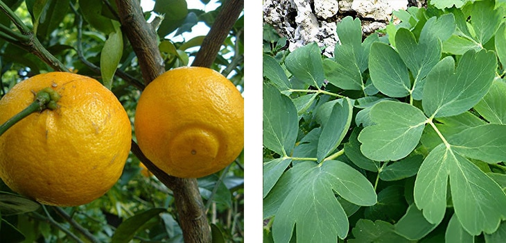 3月の喜界島のフスーとボタンボウフウ(サクナ)の旬の風景