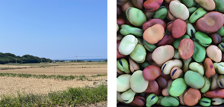 4月の伐採後のサトウキビ畑と在来ソラマメ