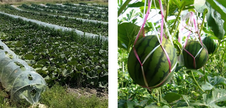 5月の喜界島の春カボチャとスイカ