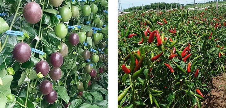 6月の喜界島のパッションフルーツとトウガラシの旬の風景
