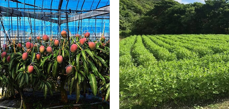 7月の喜界島のマンゴーとゴマ畑の風景