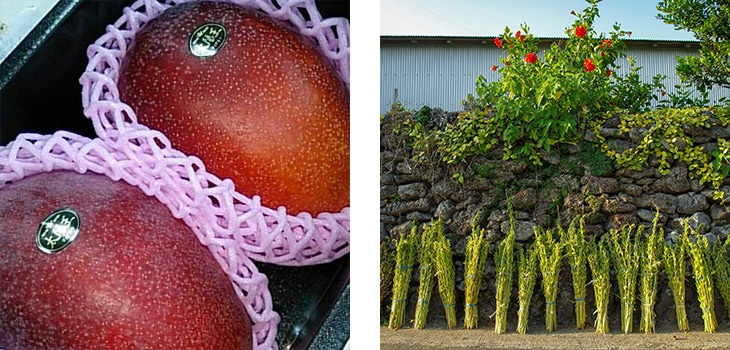 8月の喜界島のマンゴーとゴマ干し風景