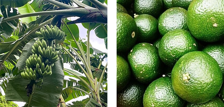 9月の喜界島の花良治みかんと島バナナの風景