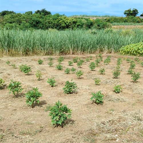 異なる株が連なる自然な畑の風景