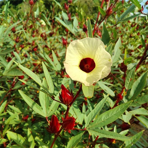 ローゼルの花・蕾のアップ