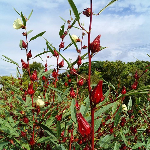 赤い萼が立ち上がったローゼル畑