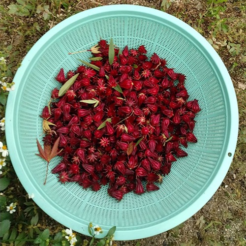 収穫後、ザルに入ったローゼル