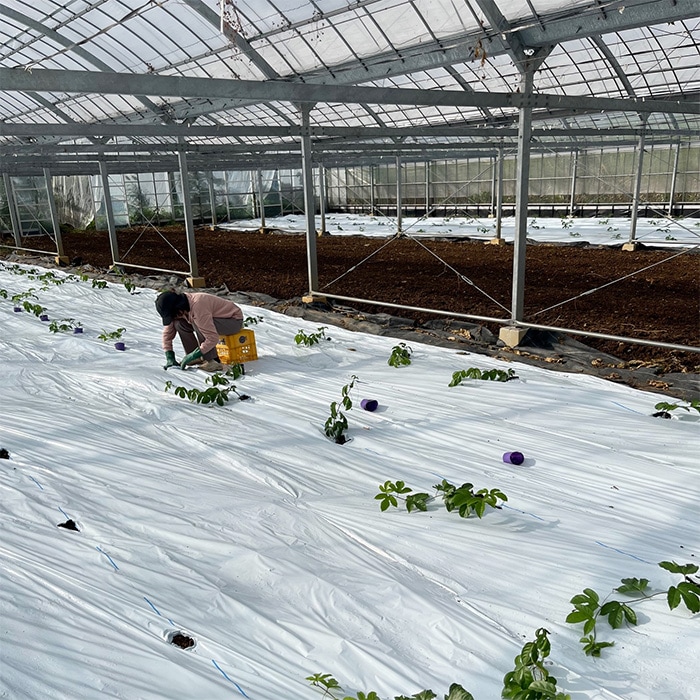 パッションフルーツの定植作業の様子