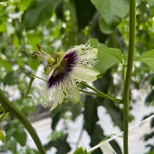 結実しない立花の様子
