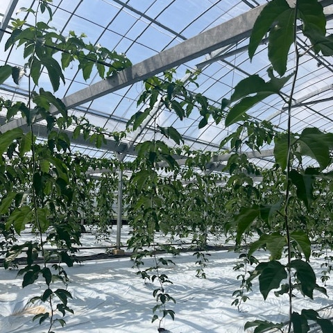 今回（3月末）：ハウス内全体の様子