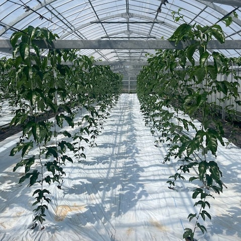 吊り下げ栽培の様子