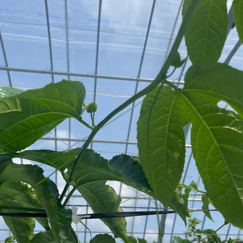 結果枝に形成された花芽の様子