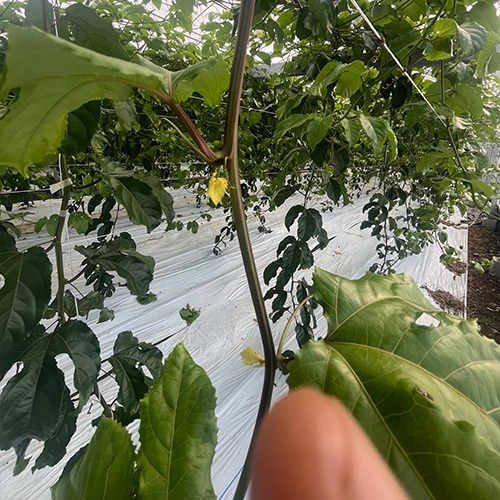 花芽が黄色くなり落ちてしまった状態