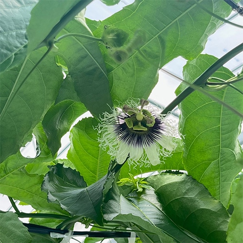 初開花と花芽の膨らみの様子