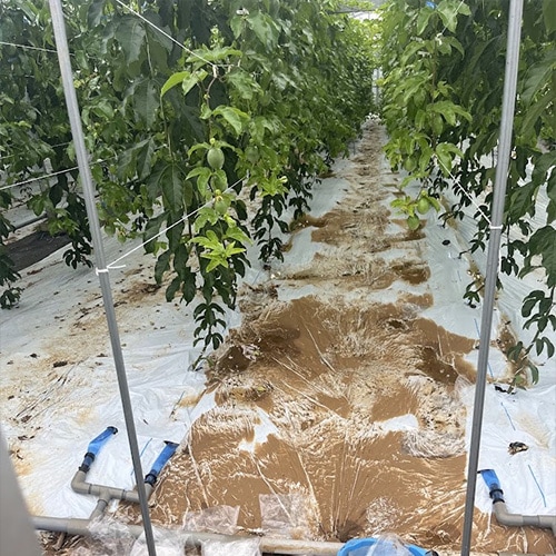 大雨によりハウス内へ水が流れ込んだ跡の様子