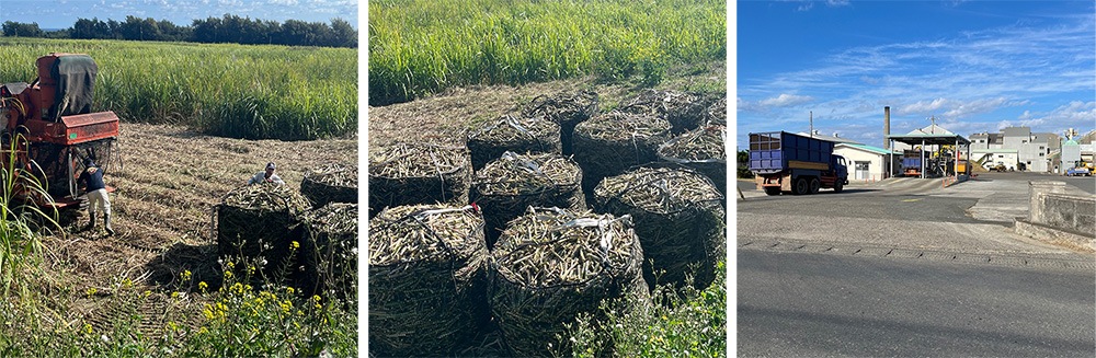 喜界島で行われているサトウキビの刈り取り風景・工場搬入