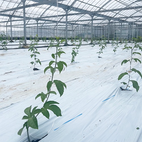 ハウス内全体の様子