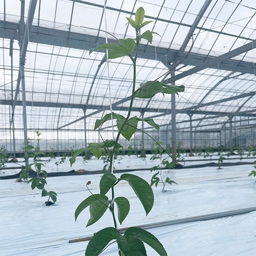 生育初期の株の様子