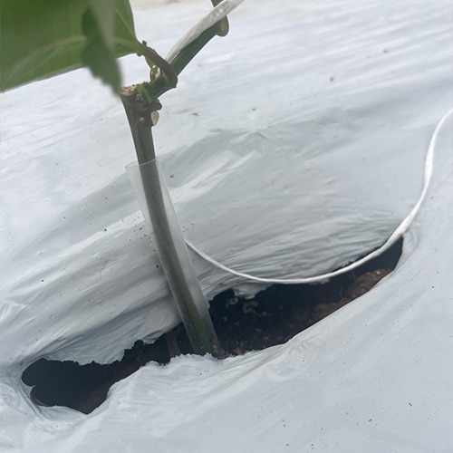 株元をストローで保護している様子