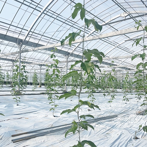 今回（２月末）：ハウス内全体の様子（比較）