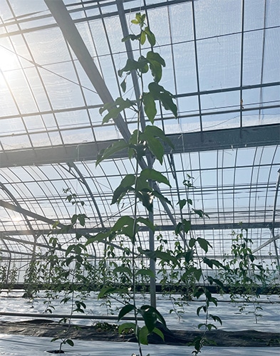 ２月下旬：葉姿・節間の状態（徒長なし）