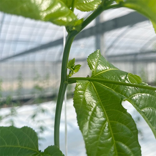 主枝に確認された花芽（摘花対象）