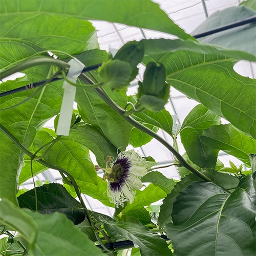 今回（4月9日）：初開花と花芽が膨らんできた様子