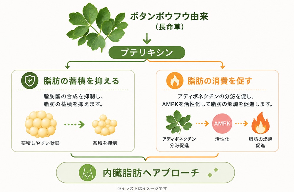 プテリキシンと脂質代謝に関する説明図