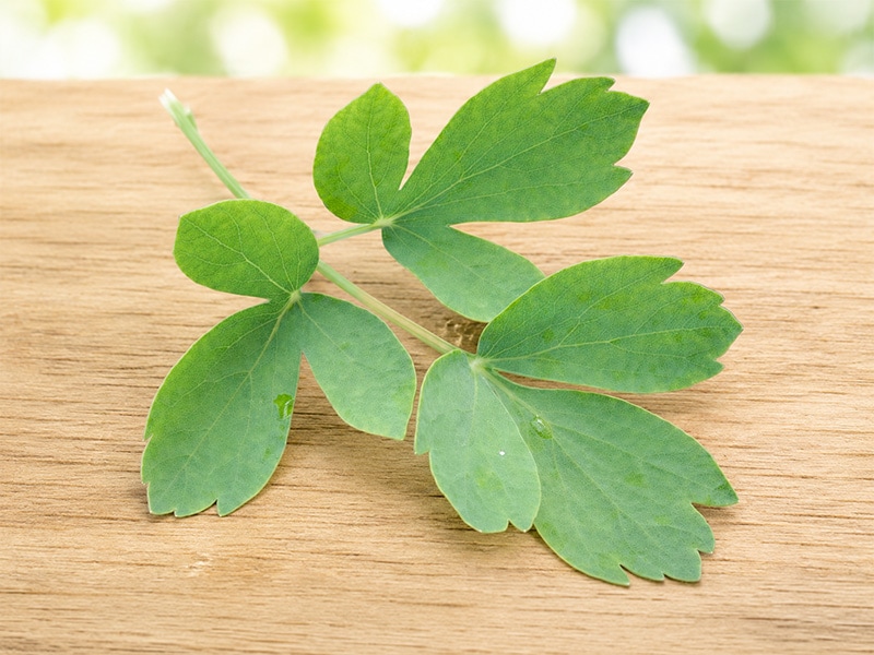 喜界島産の長命草