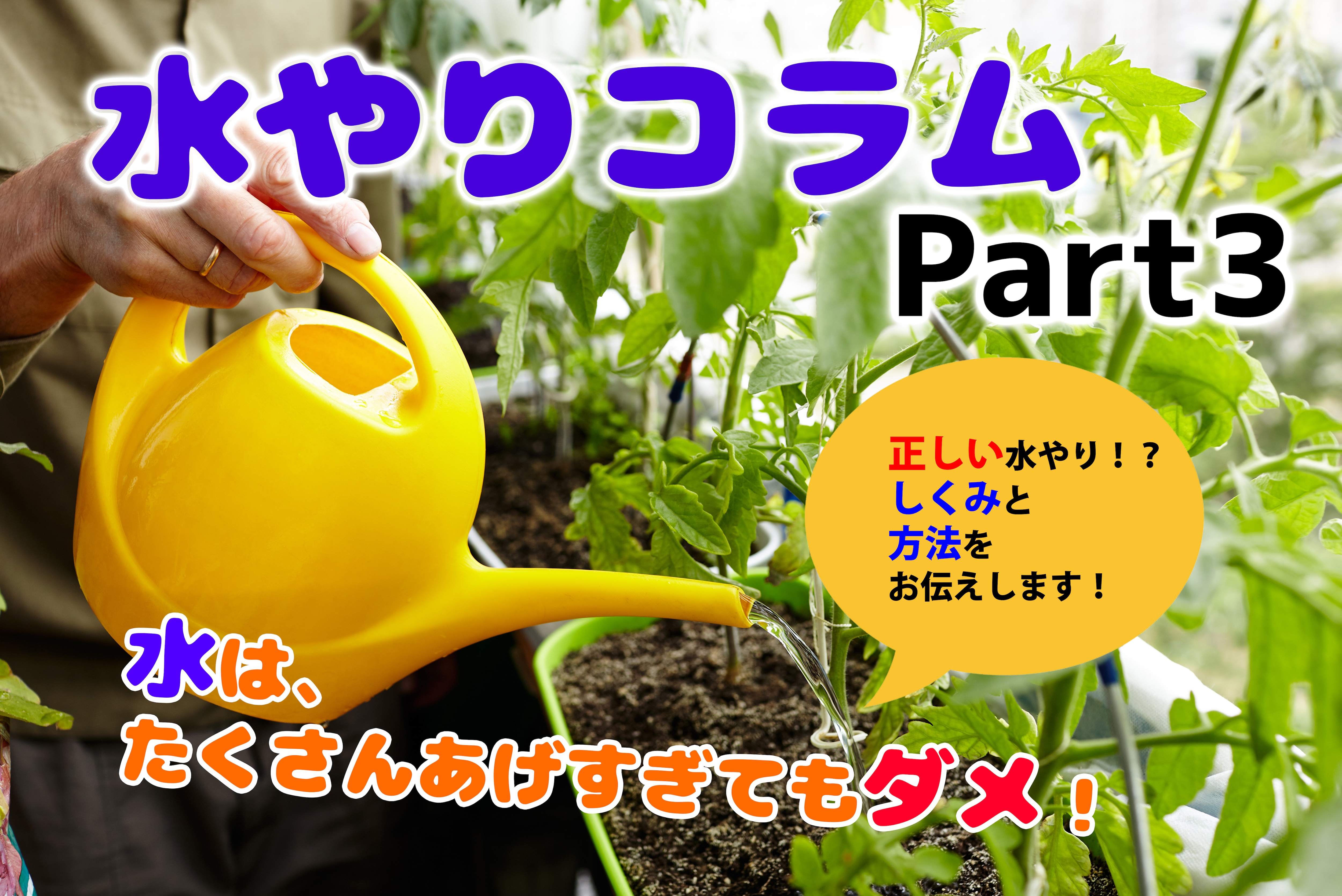 野菜 の 水 やり は 朝 か 夕方 か
