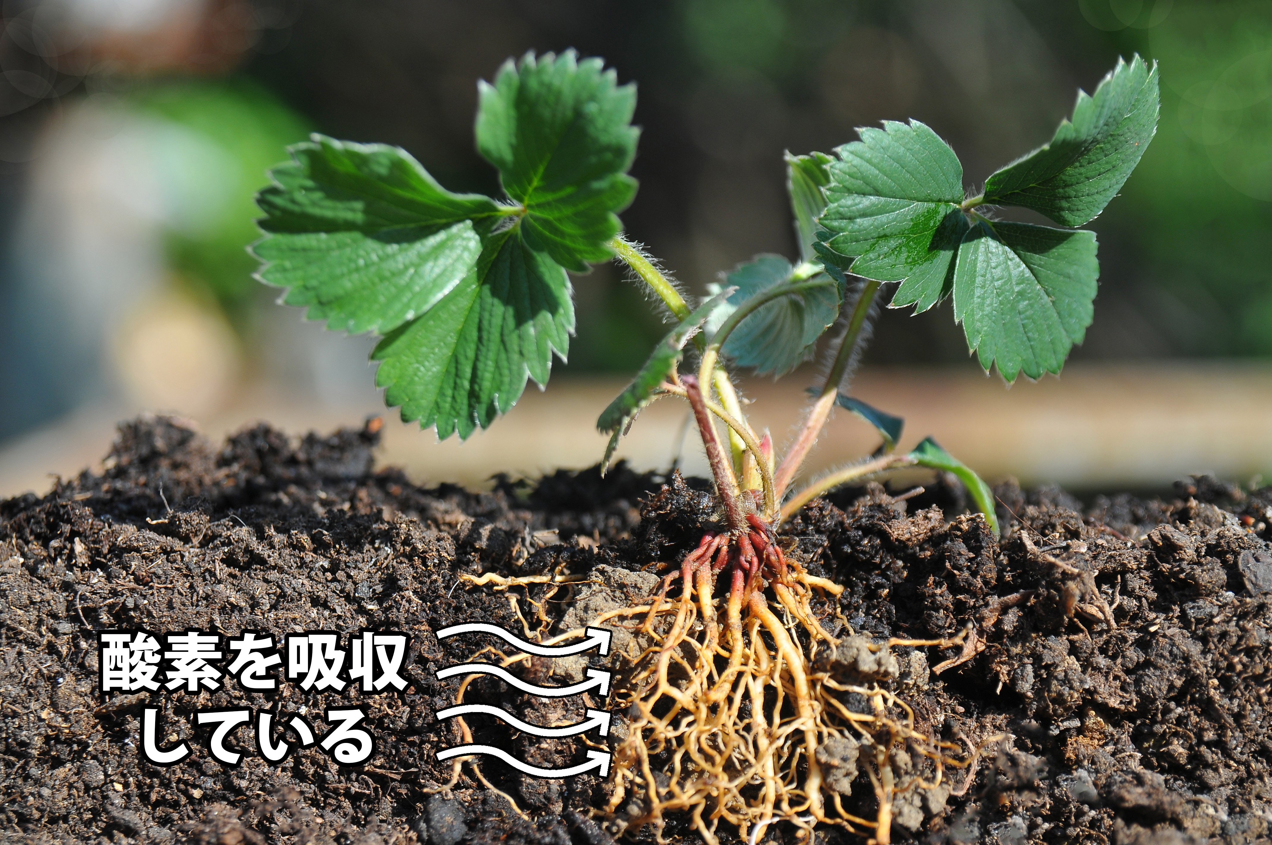 理由その1 植物は根で呼吸している！