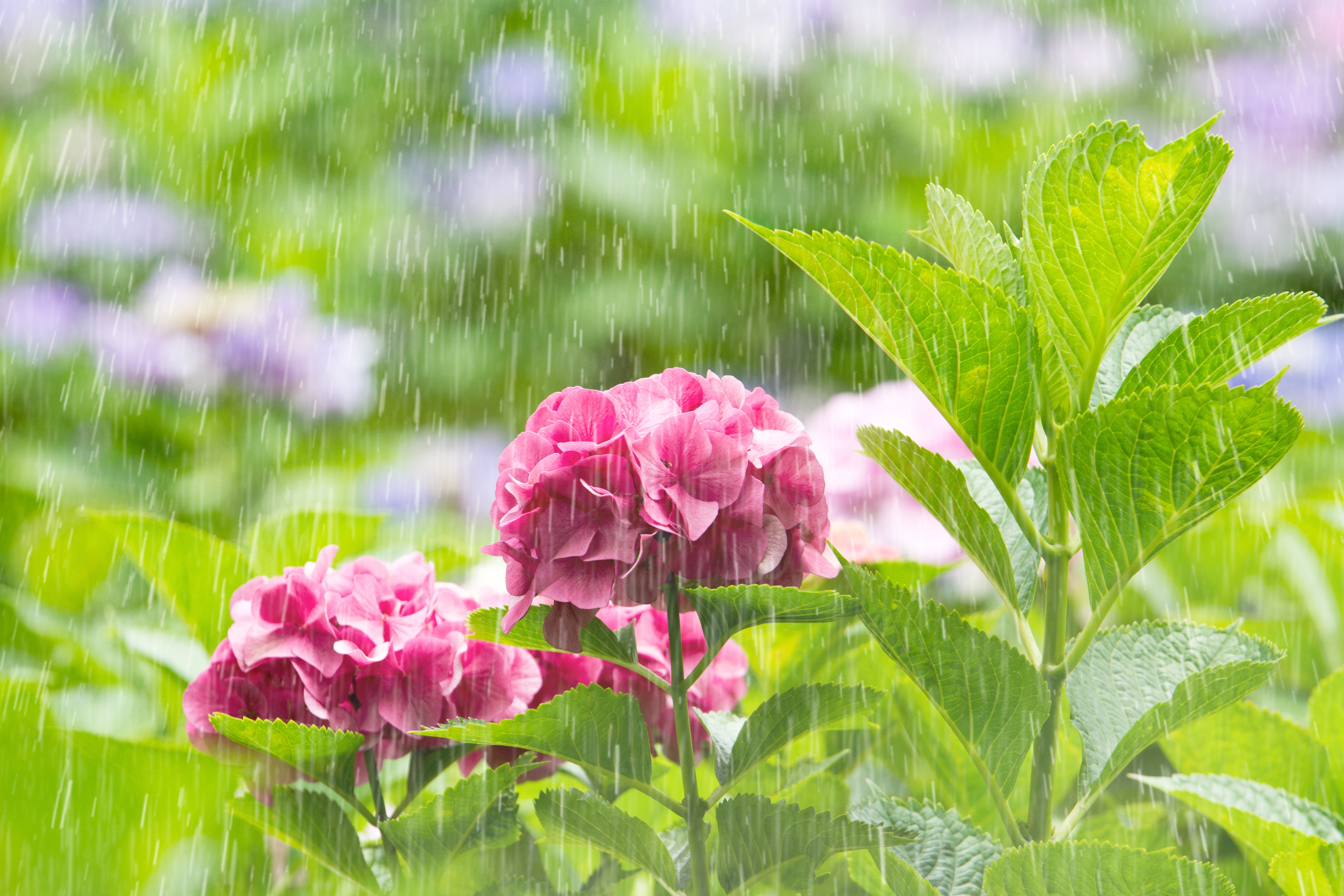 理由その1 植物は根で呼吸している！