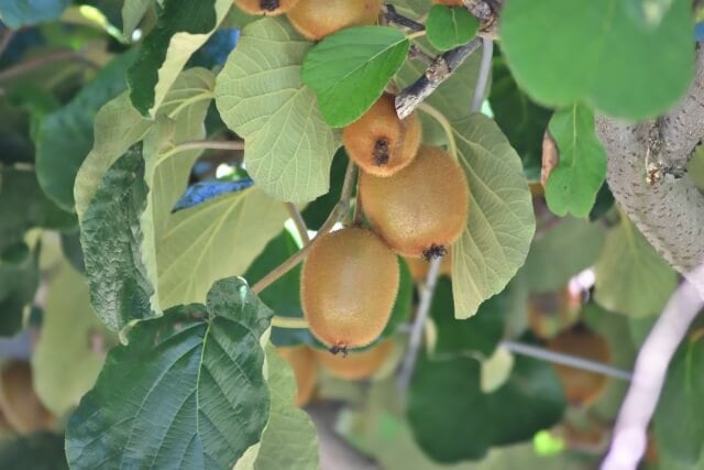 キウイ栽培の基本