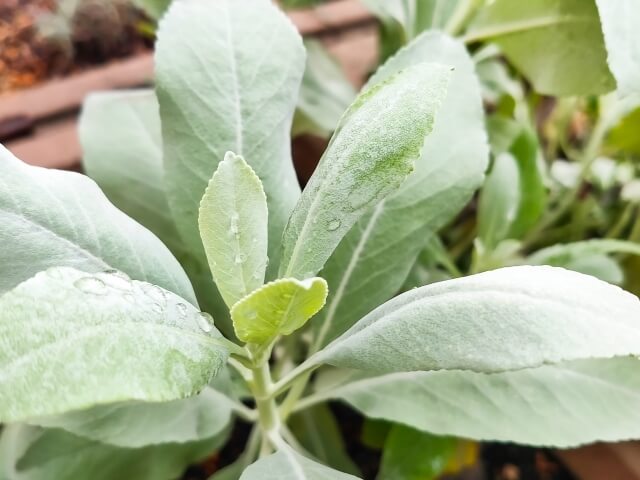 初心者でも安心！ホワイトセージの苗と基本的な栽培方法