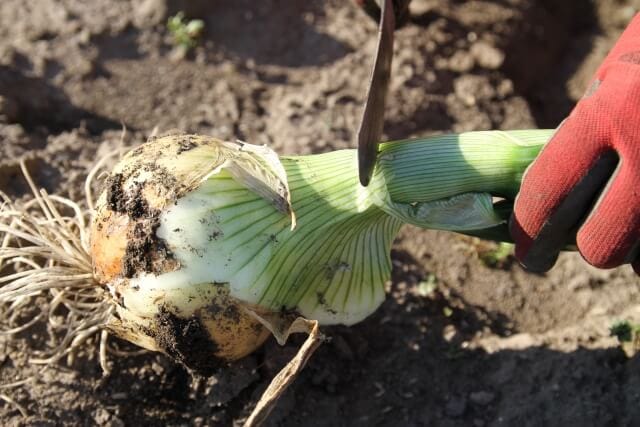 玉ねぎ栽培の基本と苗の選び方