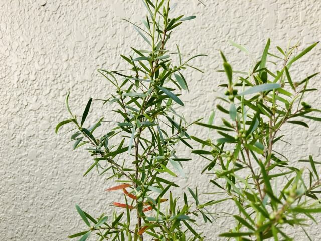 格安通販で手に入れるシルバーティーツリーの苗と育成ポイント