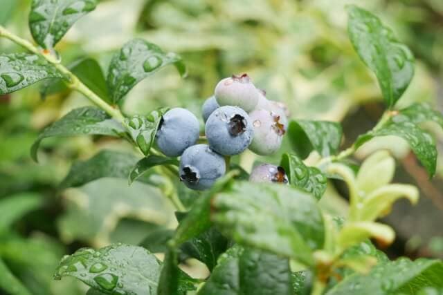 ブルーベリー栽培の基本と苗木選び