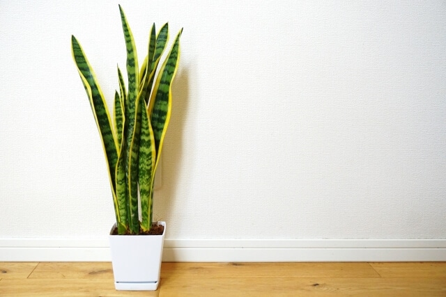 室内で育てやすい大型観葉植物の選び方