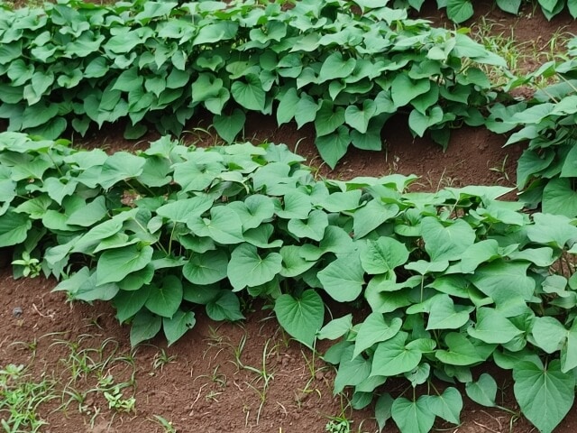 あまはづきの美味しい育て方と栽培のポイント