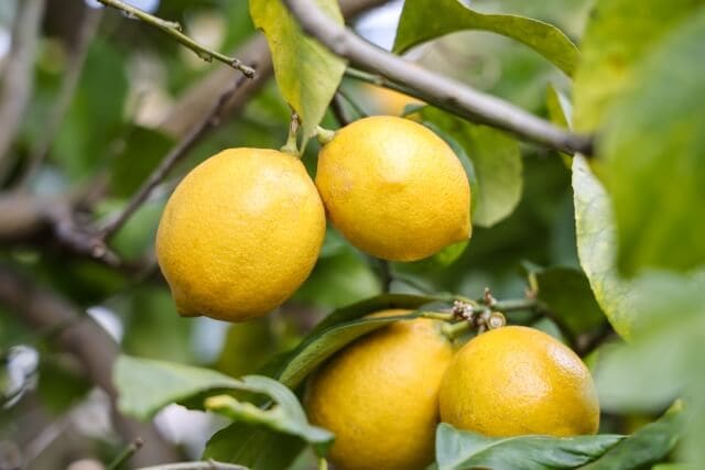 初心者向けレモンの苗木選びと基本的な育成法