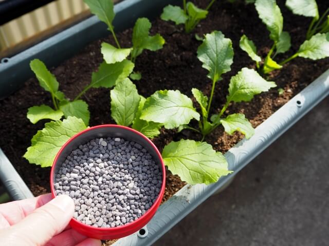 鉢植え苗の元気な育て方と肥料の与え方