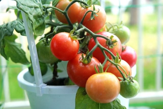 果物や野菜別で見た栄養素