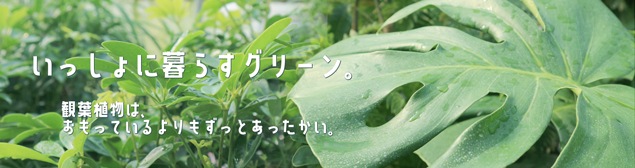144円 【64%OFF!】 観葉植物 ハーブ苗 マートル ３号 １ポット 家庭菜園