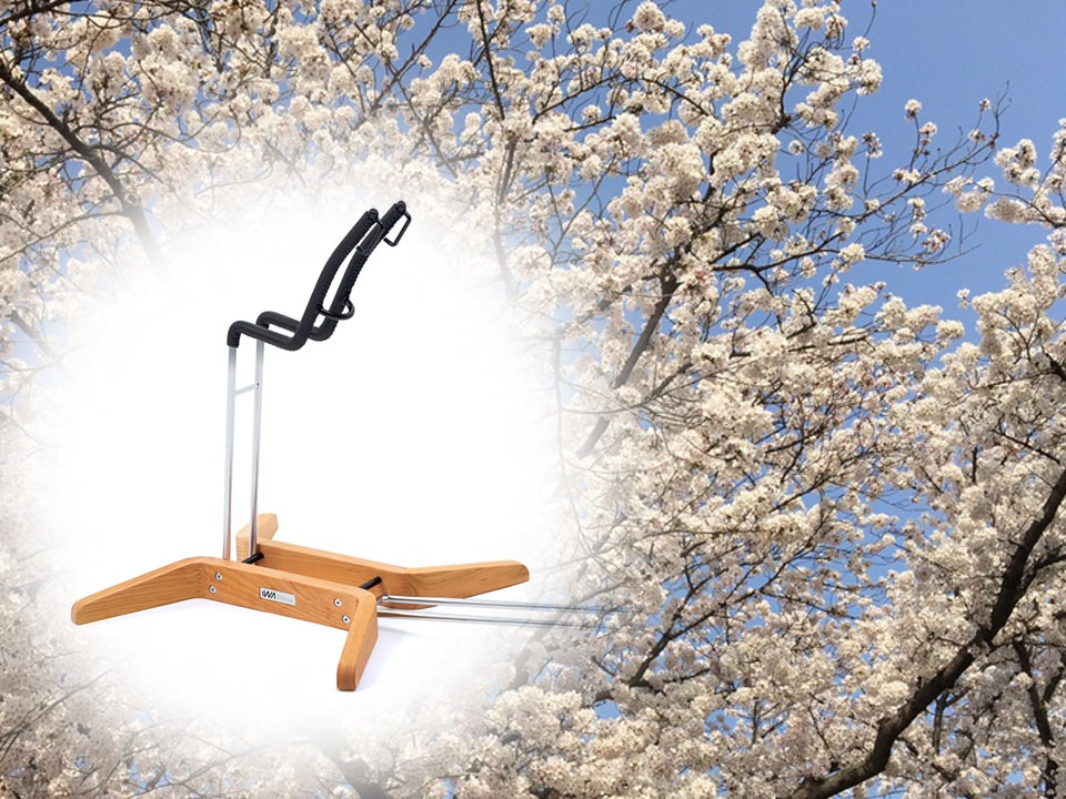 日本の春の象徴である岐阜県産本桜