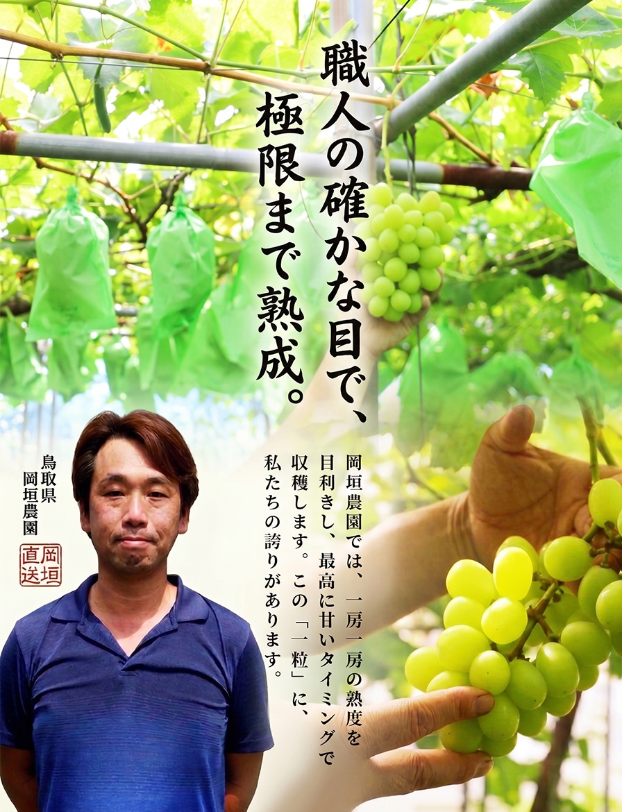 岡垣農園　鳥取産シャインマスカット 4房